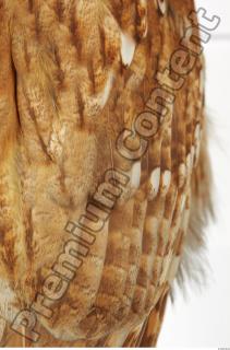 Tawny owl - Strix aluco 0029